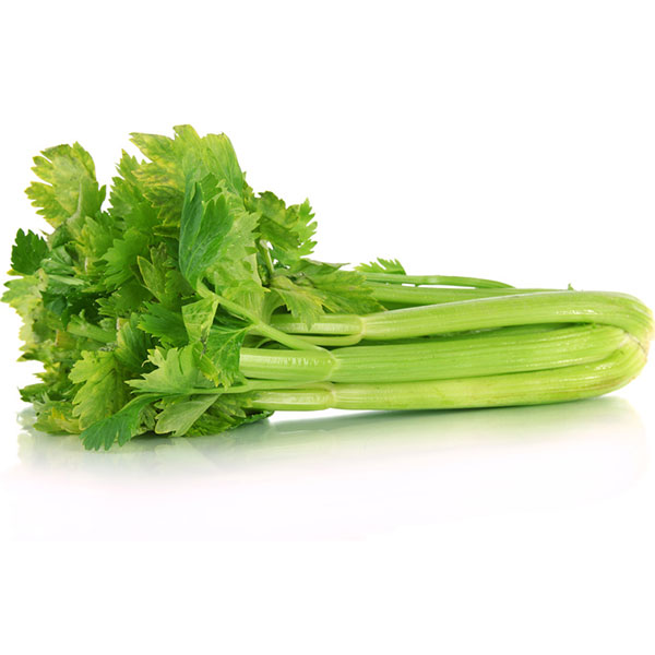 Σέλερι - Σέλινον το βαρύοσμον (Apium graveolens).