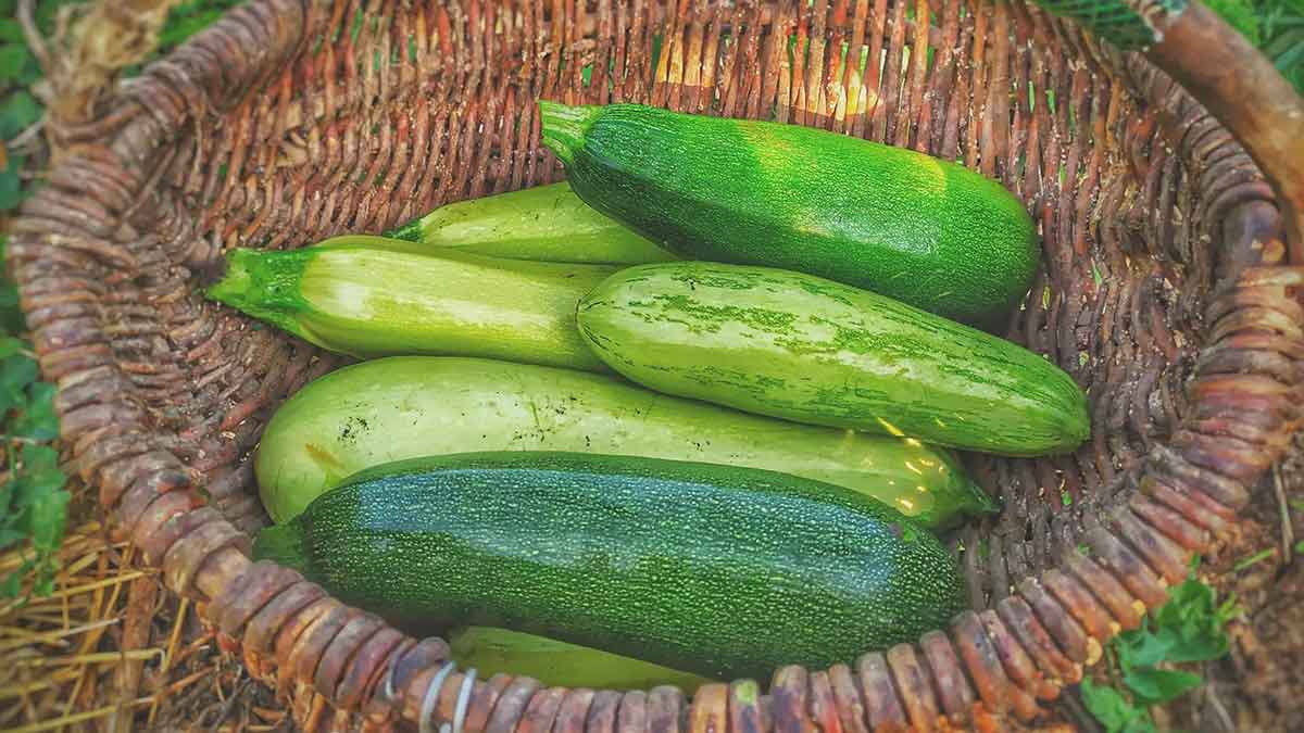 Τα κολοκυθάκια είναι από τα πλέον καλοκαιρινά, προσιτά και νόστιμα λαχανικά.