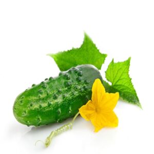 Cucumber
