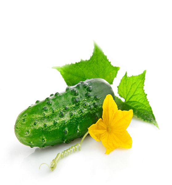 Cucumber